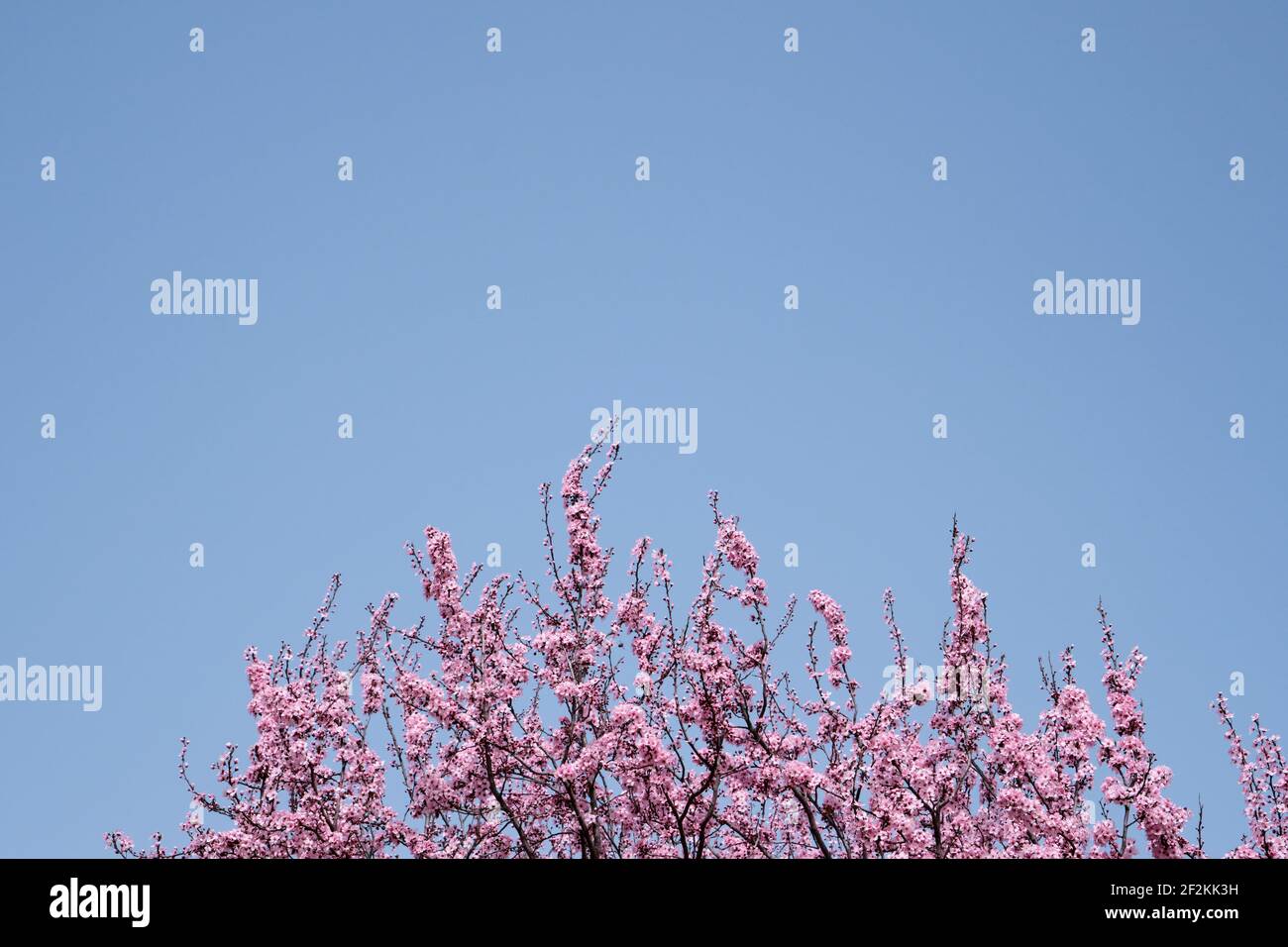 fiore prunus cerasifera o ciliegia prugna fiori rosa e blu sfondo del cielo Foto Stock