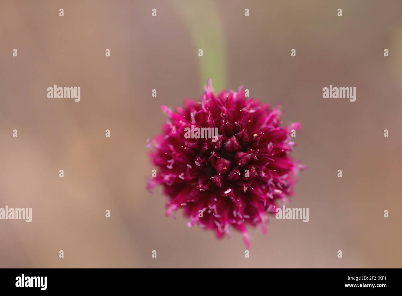 Allium sphaerocephalo rossastro fiore viola primo piano Foto Stock