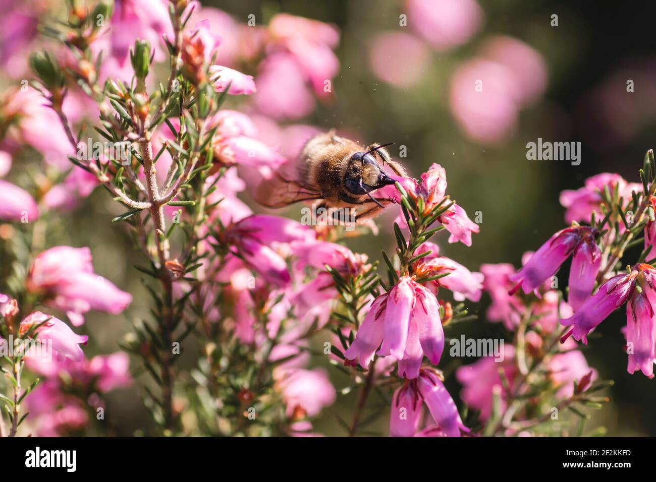 Bumblebee succhiando il polline di erica erigenea primavera fiori rosa Foto Stock