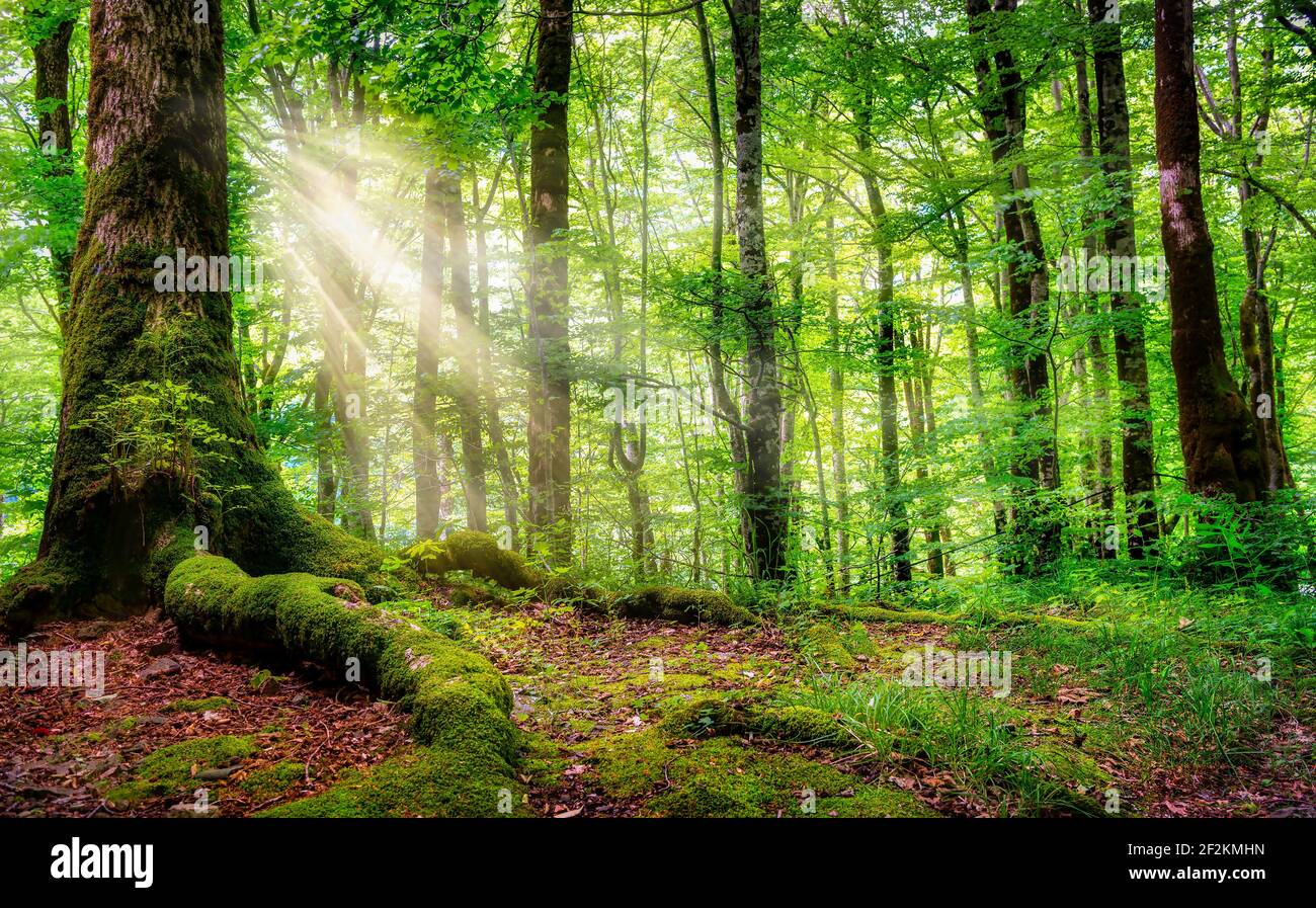 Bei raggi di luce del sole in una foresta verde. Montenegro Foto Stock