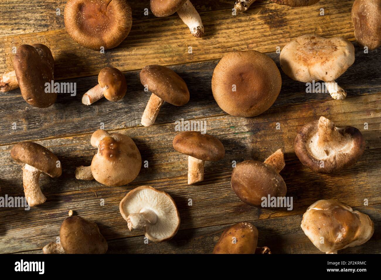 Funghi Shiitake organici grezzi pronti per cucinare Foto Stock