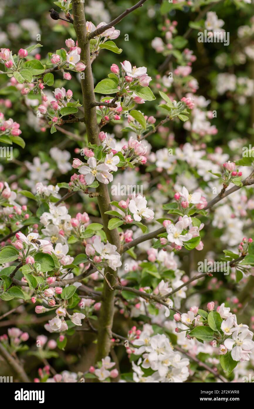 Fiori dell'albero di mela che fioriscono in primavera Foto Stock
