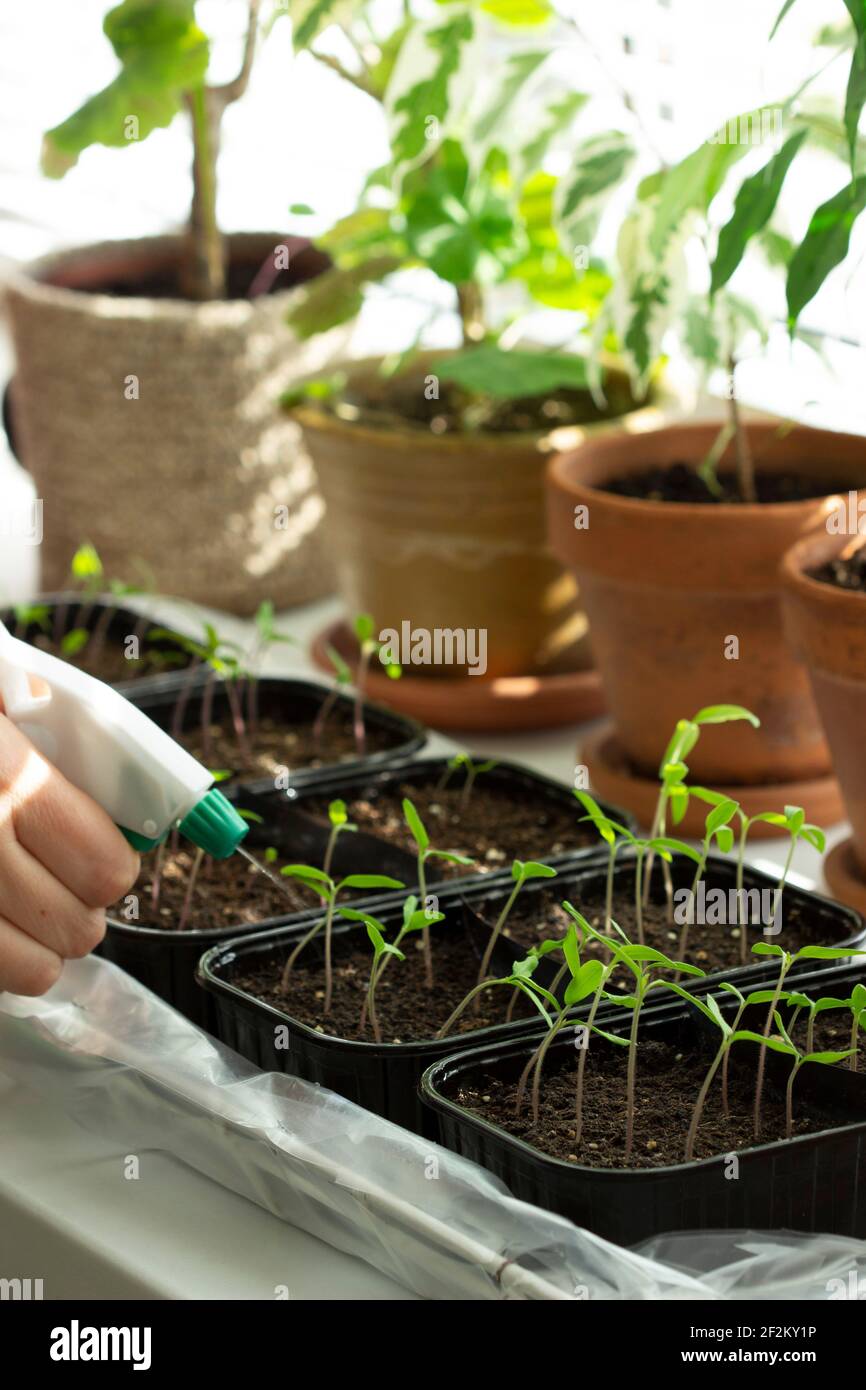 Piantine di pomodoro coltivate in casa. La donna sta innaffiando i giovani pianta. Foto Stock