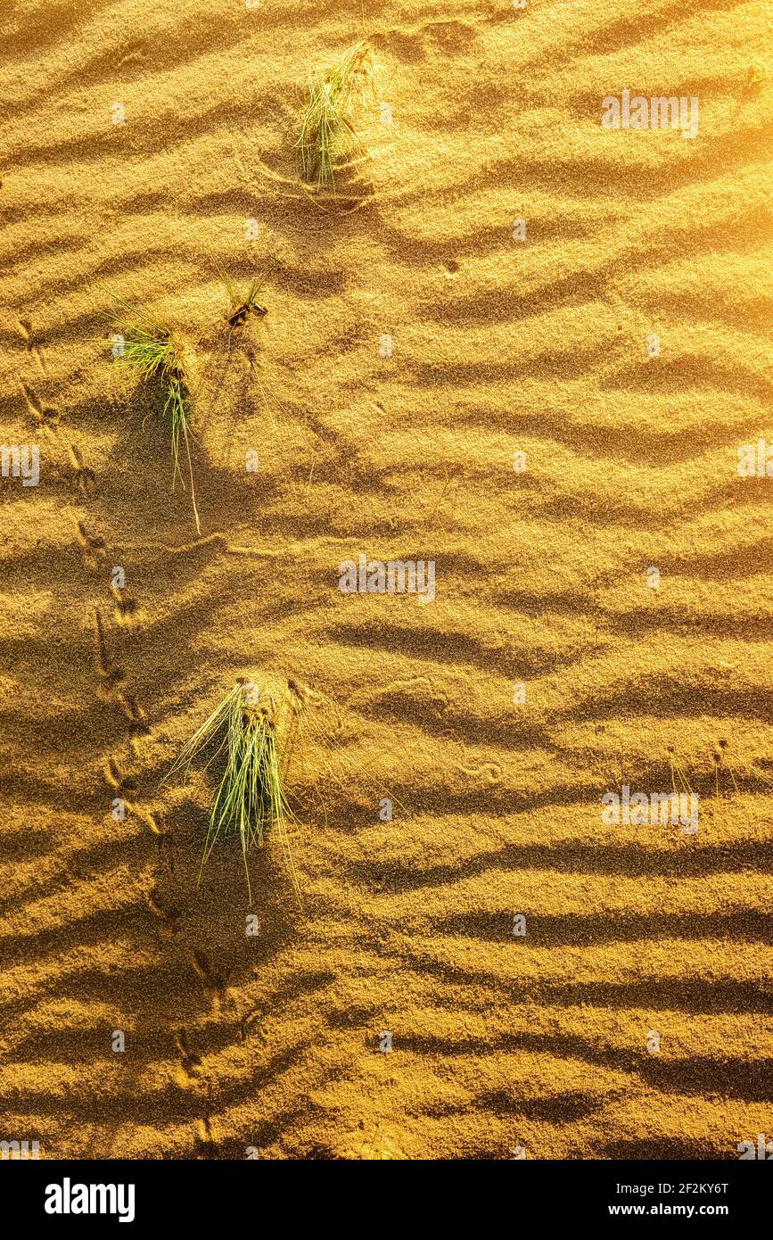 Giallo sabbia nel deserto. La texture del deserto Foto Stock