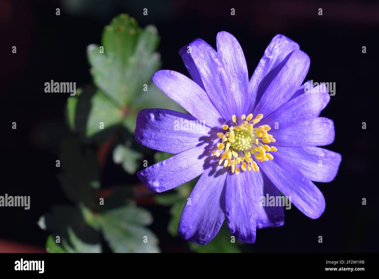 L'anemone balcanico è una specie vegetale erbacea tuberosa perenne che fiorisce all'inizio della primavera. Cresce meglio in ombra parziale e suolo umido. Foto Stock