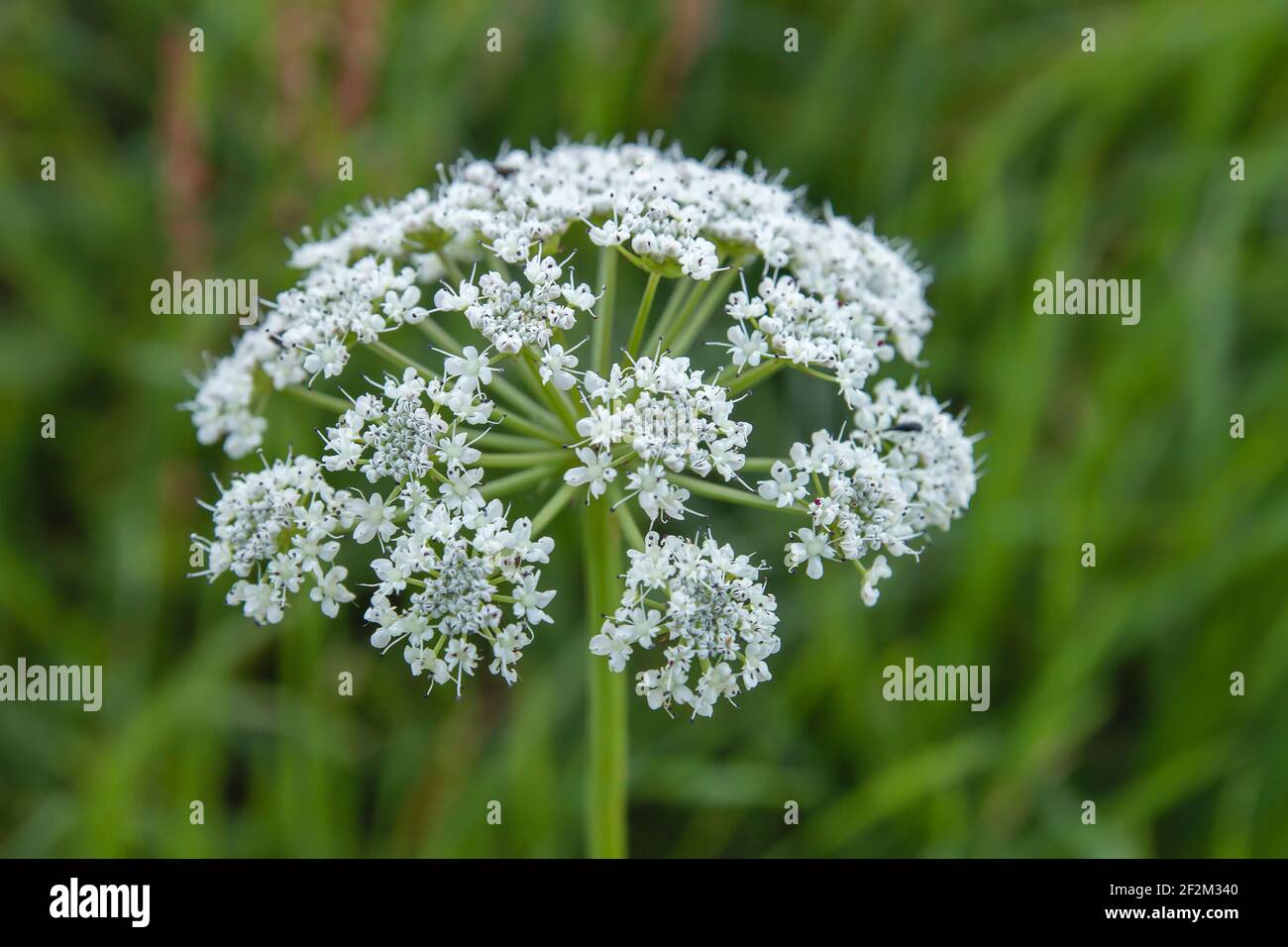 Conium maculatum o veleno hemlock fiori bianchi fiorire in primavera Foto Stock