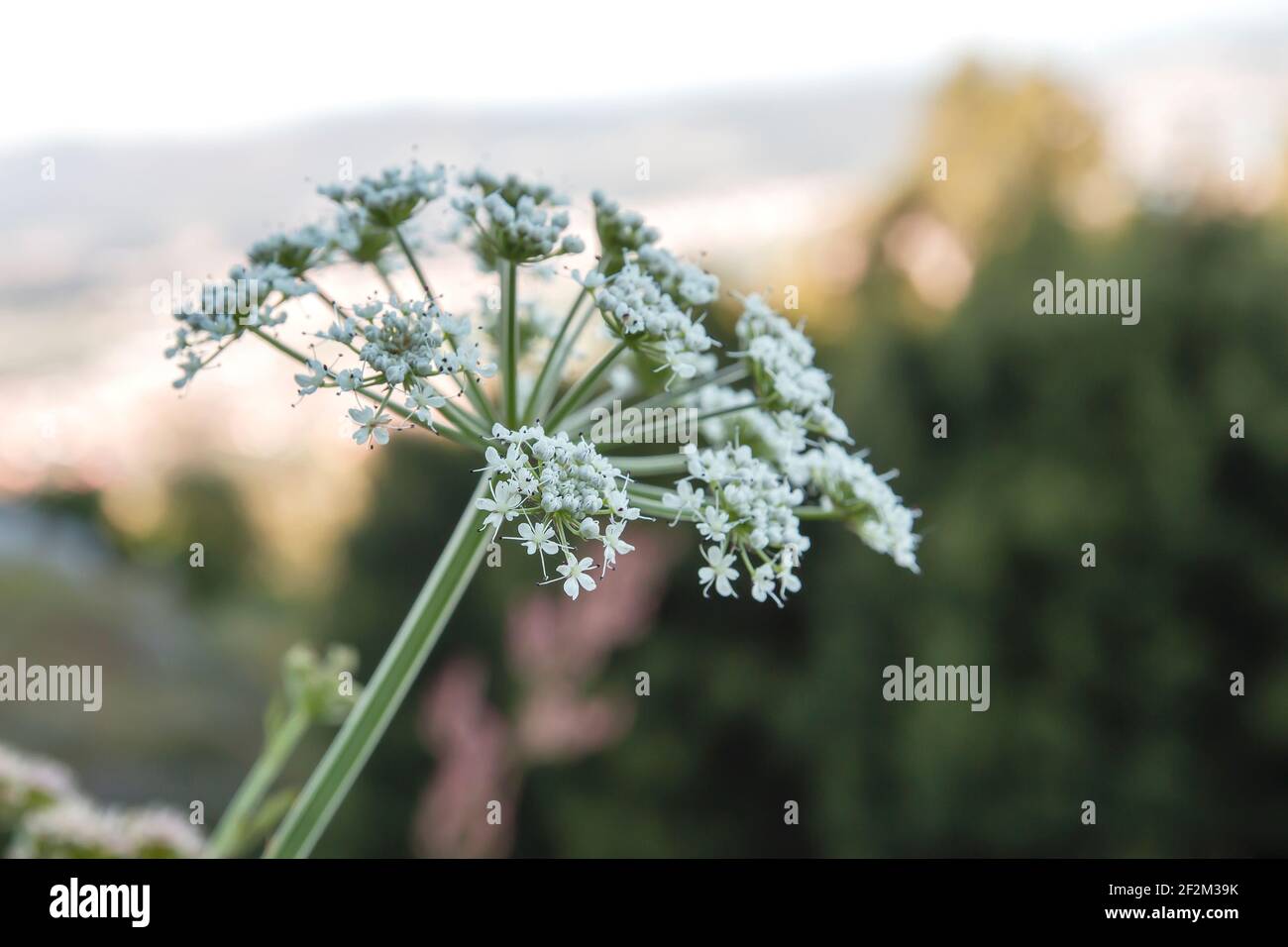 Conium maculatum o veleno hemlock fiori bianchi fiorire in primavera Foto Stock