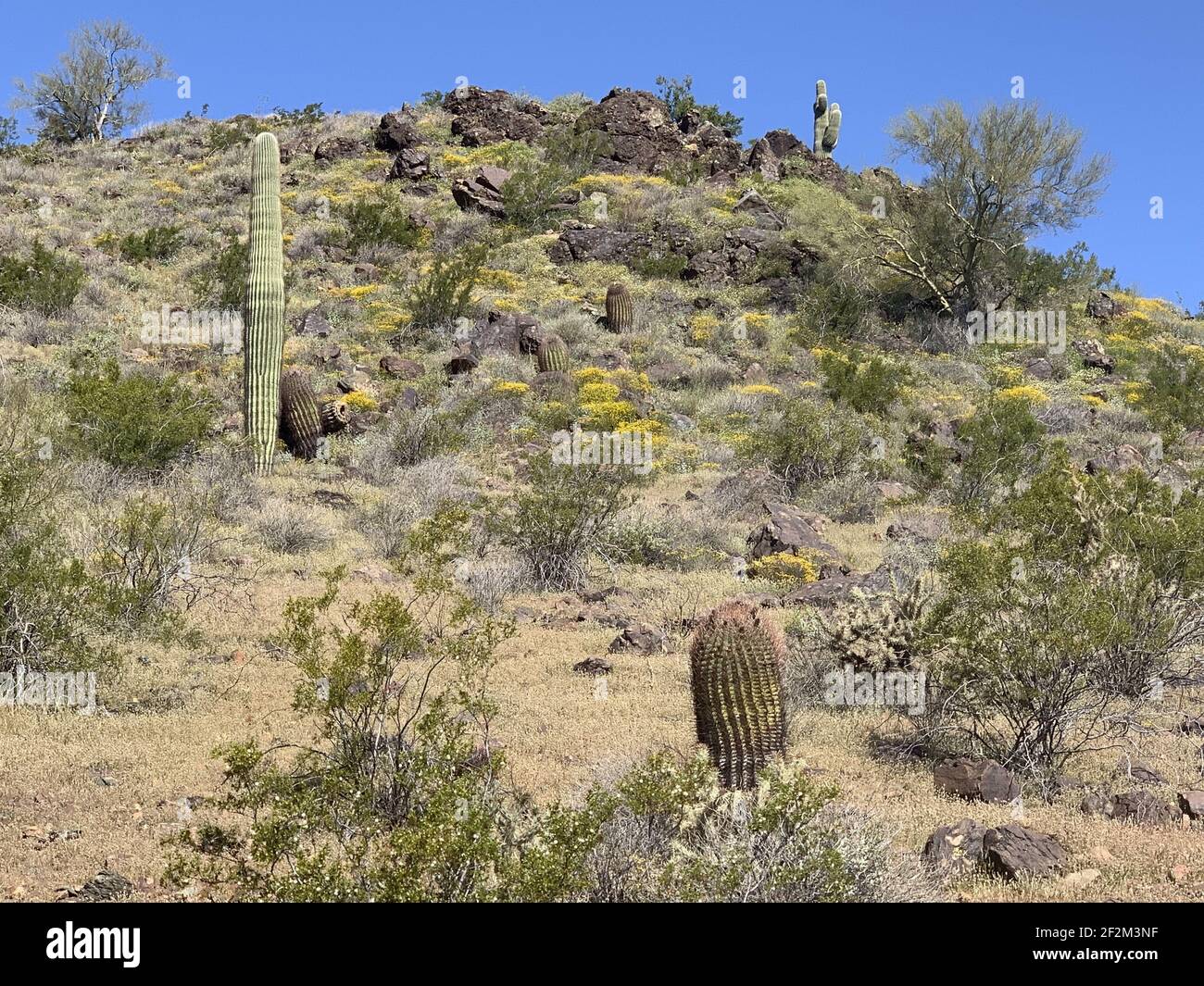 Un paesaggio di un deserto con varie piante di cactus Foto Stock