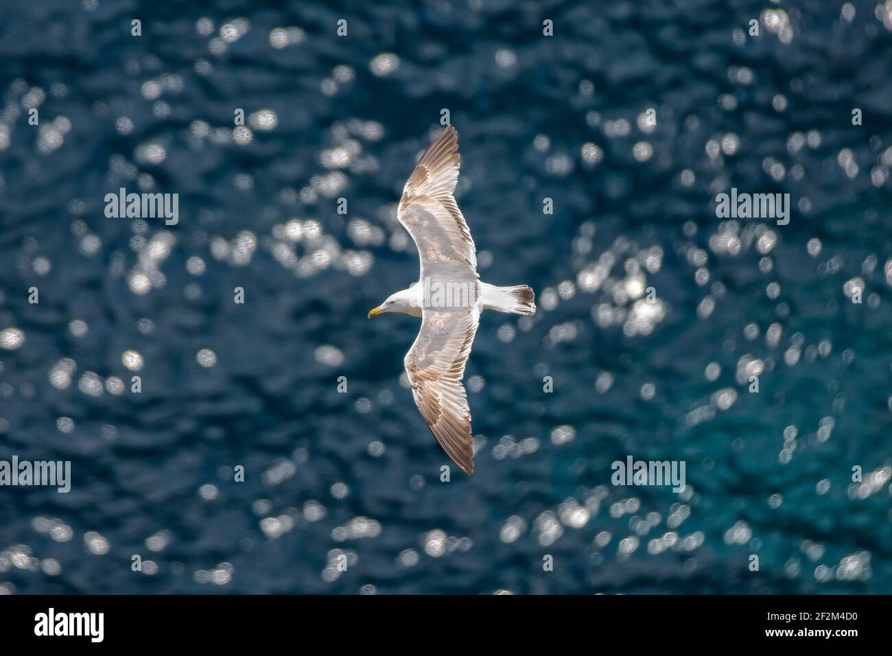 Gabbiano che sorvola il mare blu. Un grande uccello d'acqua bianca si affaccia sul mare blu profondo, il Mar Tirreno, l'isola di Capri, l'Italia Foto Stock