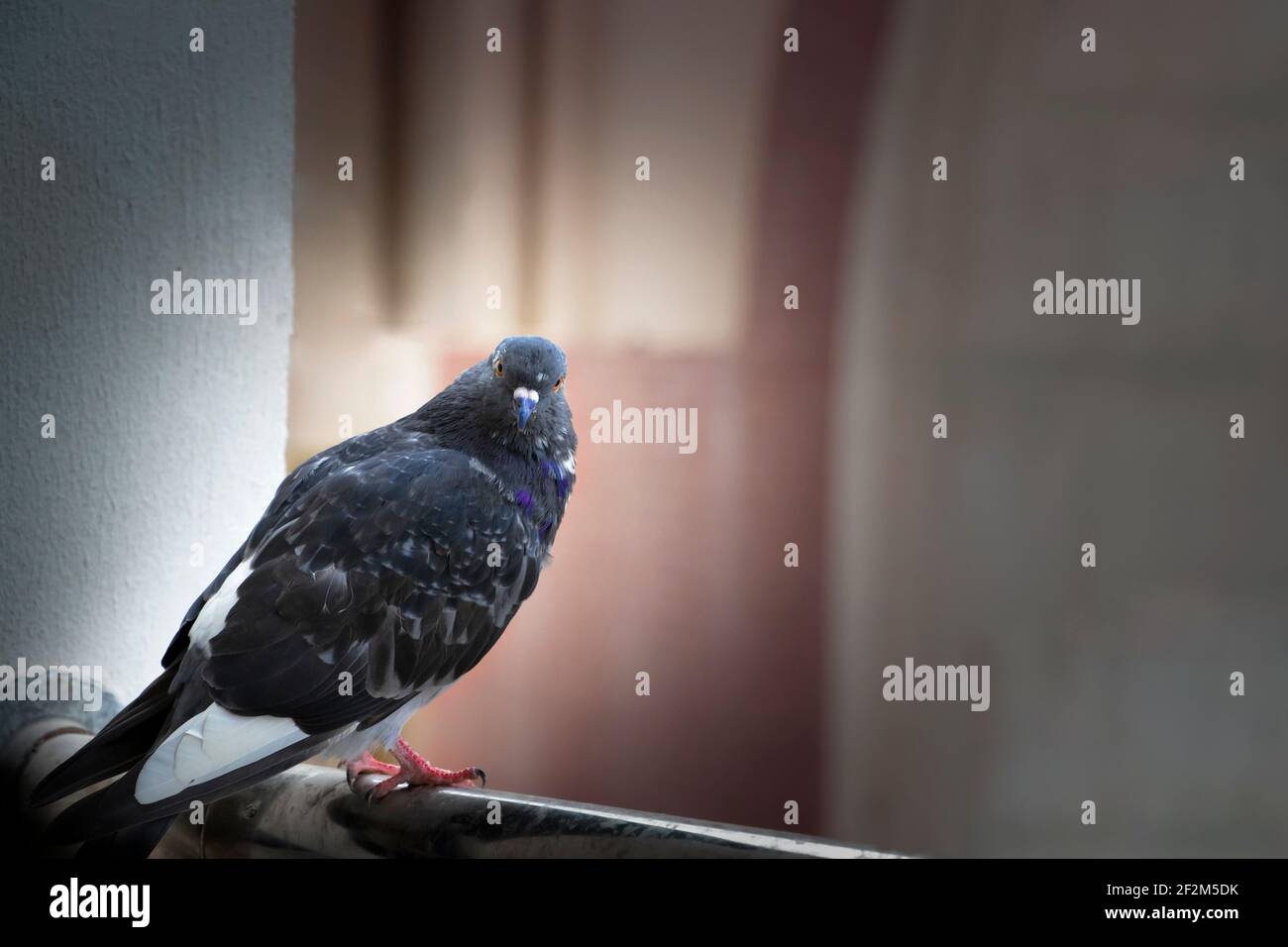 Black Rock Pigeon in sfondo scuro. Messa a fuoco selettiva Foto Stock