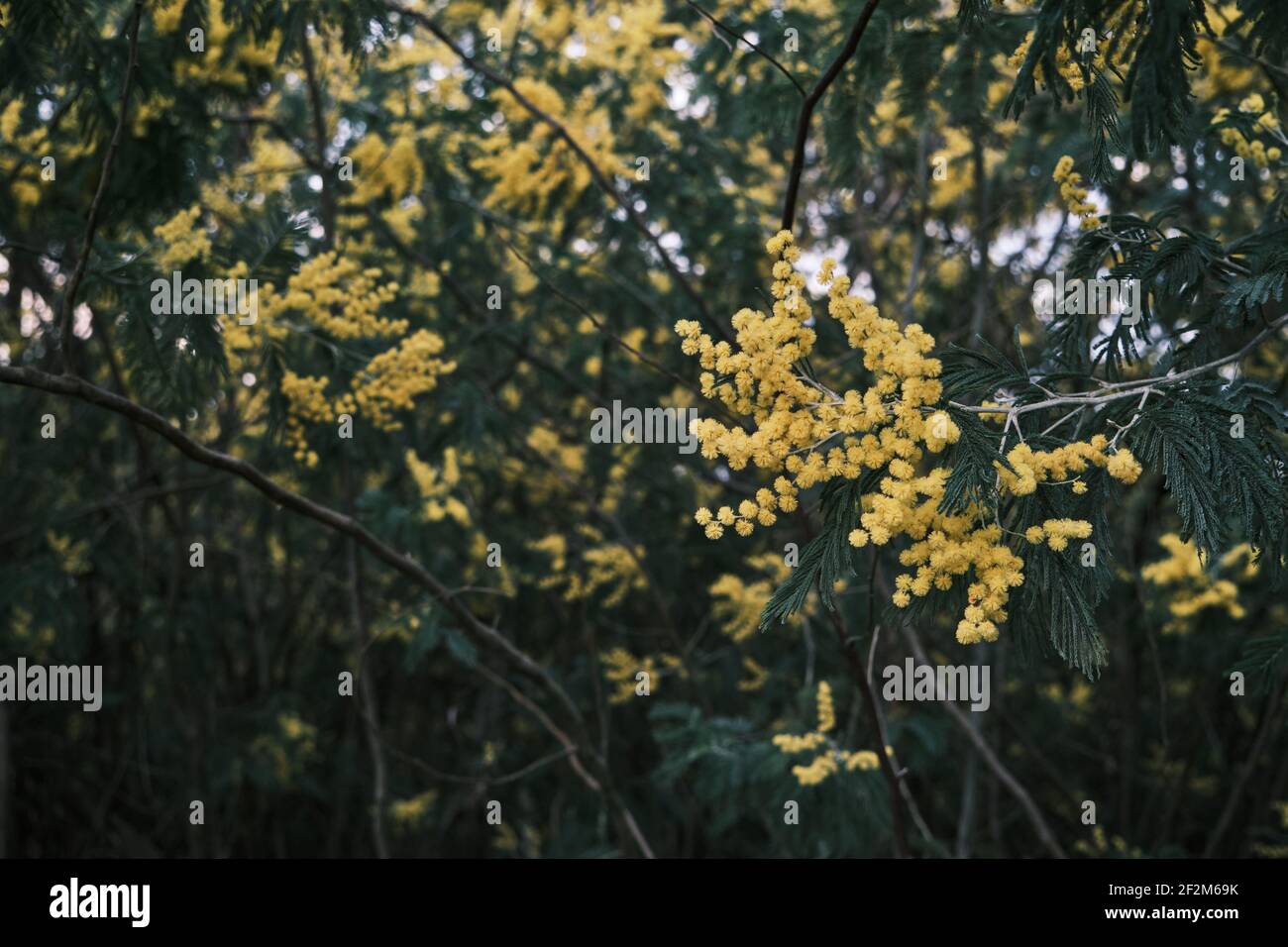 Acacia deambata argento picchiettio fiori gialli fioritura Foto Stock
