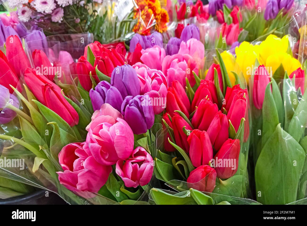 Bouquet multicolore di tulipani primo piano, sfondo o struttura Foto Stock