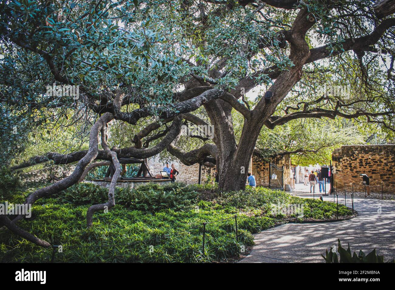 10-18-2012 San Antonio Tx USA - Giant Live Oak Tree Vicino ad Alamo con rami che si allungano e si stendono a terra con i turisti che lo guardano e camminano Foto Stock