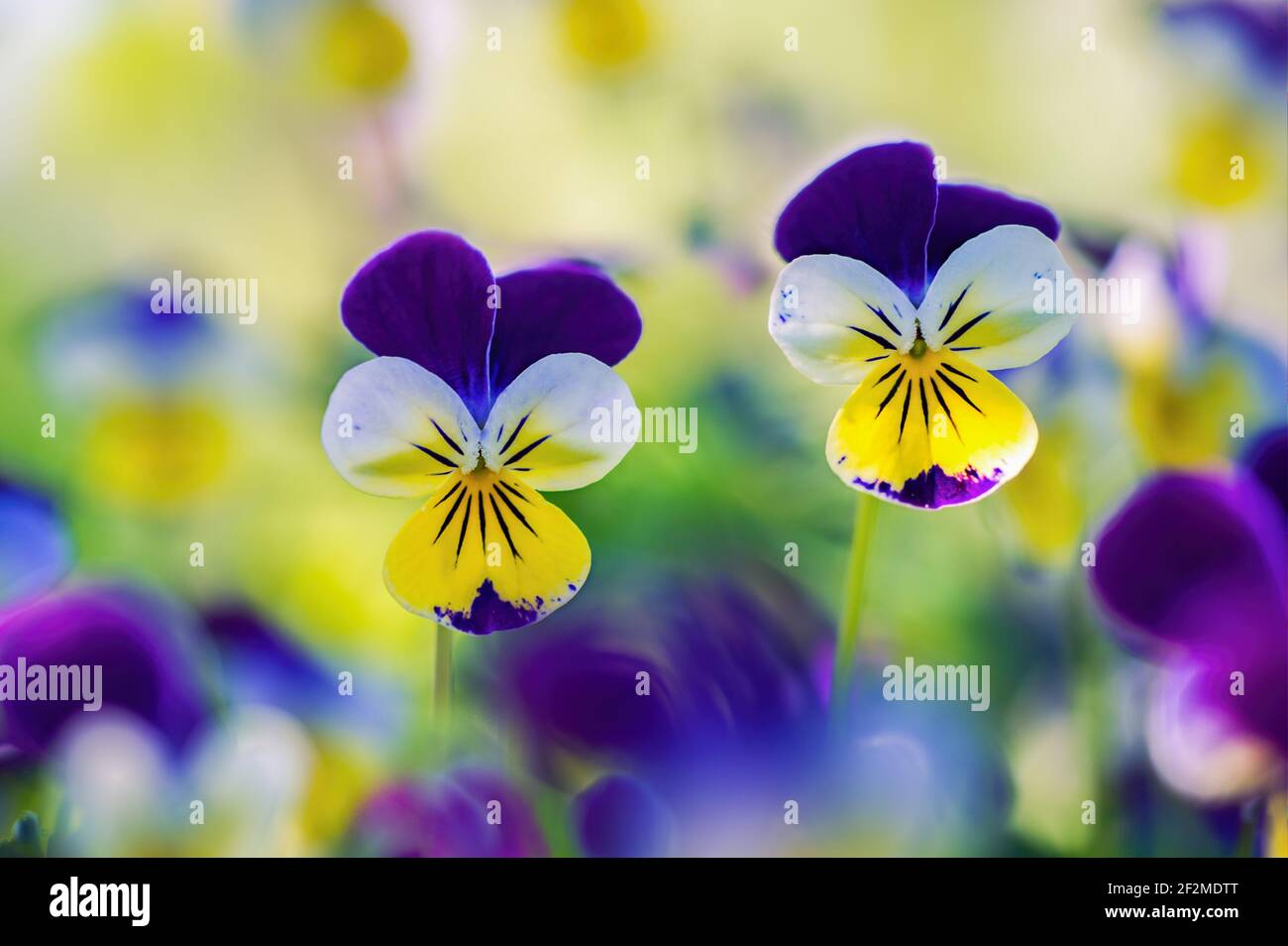 Un primo piano di un paio di fiori di viola colorati fianco a fianco che si levano in piedi fuori da un giardino di viola sfocate. Foto Stock