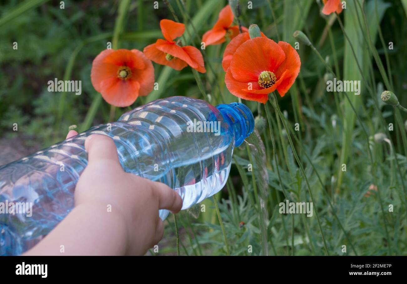 Le mani del bambino annaffiare i fiori di papavero rosso che crescono tra l'erba con un flusso sottile di acqua da un bottiglia in plastica con nervature su sfondo di gree Foto Stock