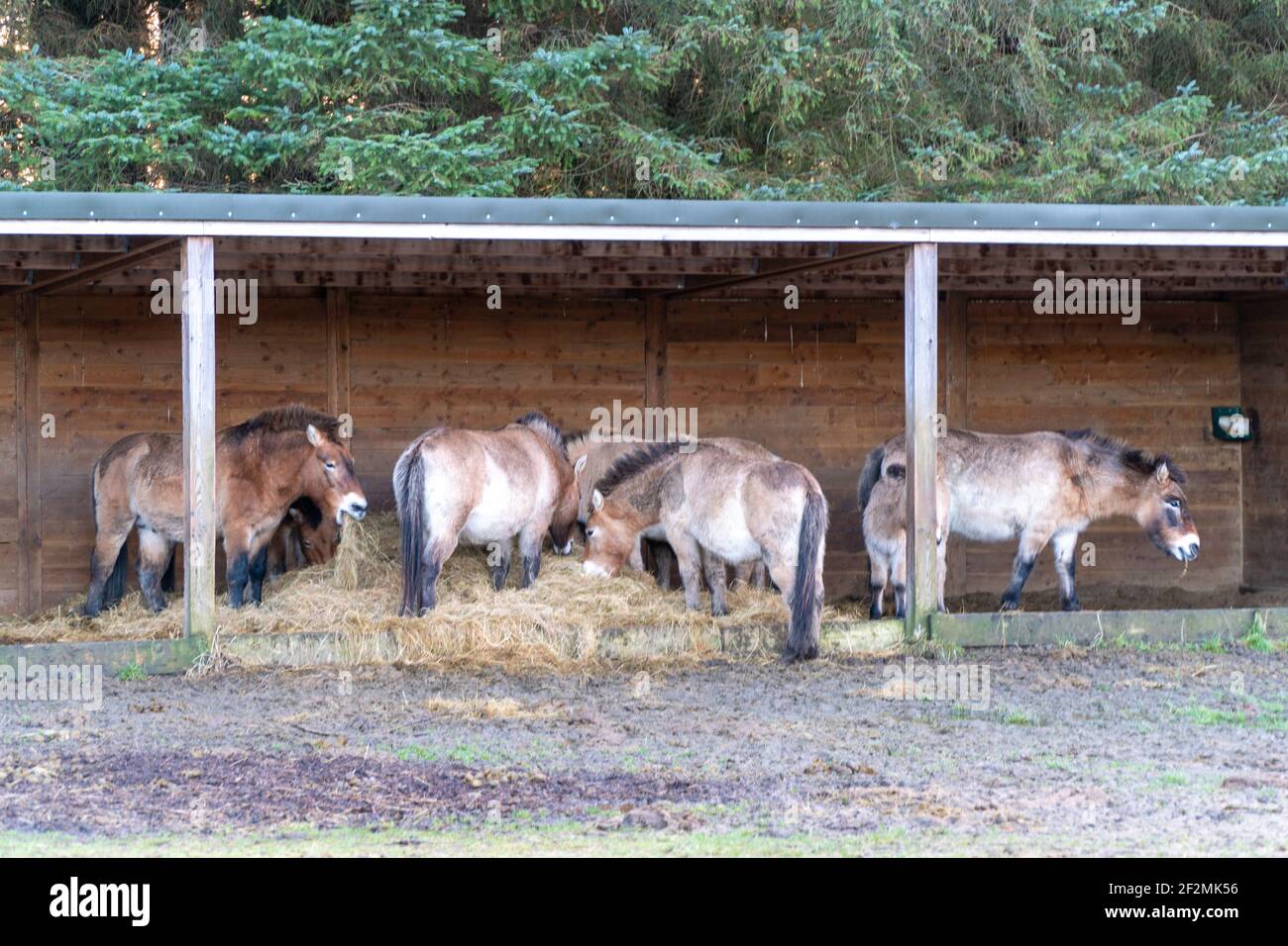 Gruppo di cavalli selvaggi di Przewalski al Royal Highland Park Foto Stock