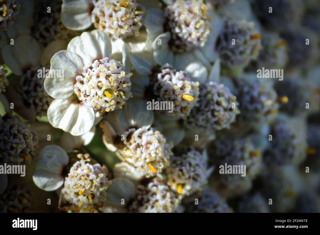 Macro vista di piccoli fiori bianchi yarrow Foto Stock