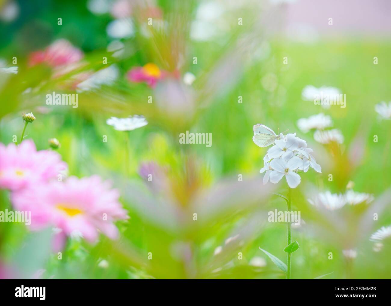 Una farfalla bianca di cavolo che riposa su un fiore bianco di flox in un grazioso giardino di cottage in estate. Foto Stock