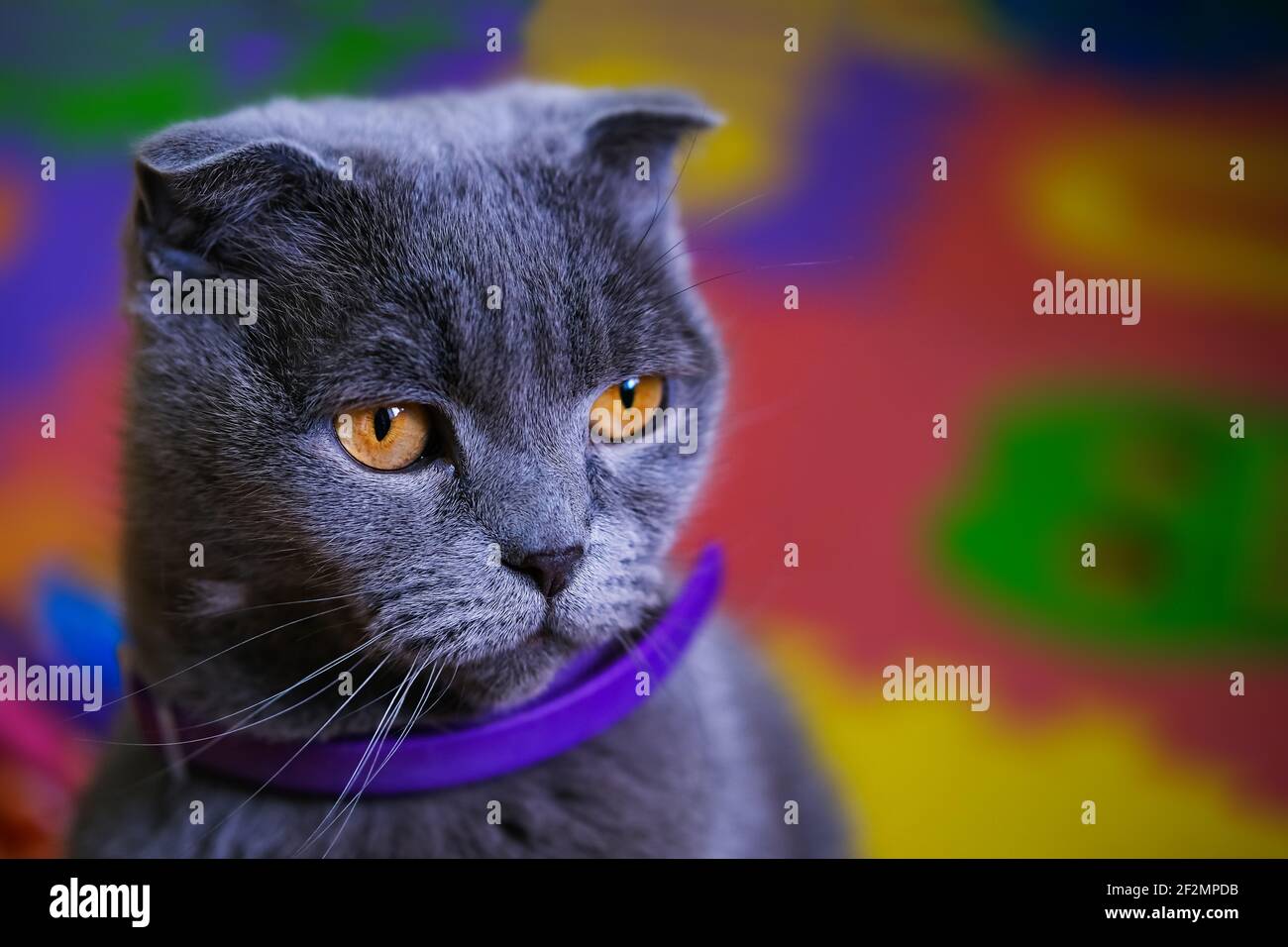 Divertente gatto grigio con occhi gialli su sfondo colorato Foto Stock