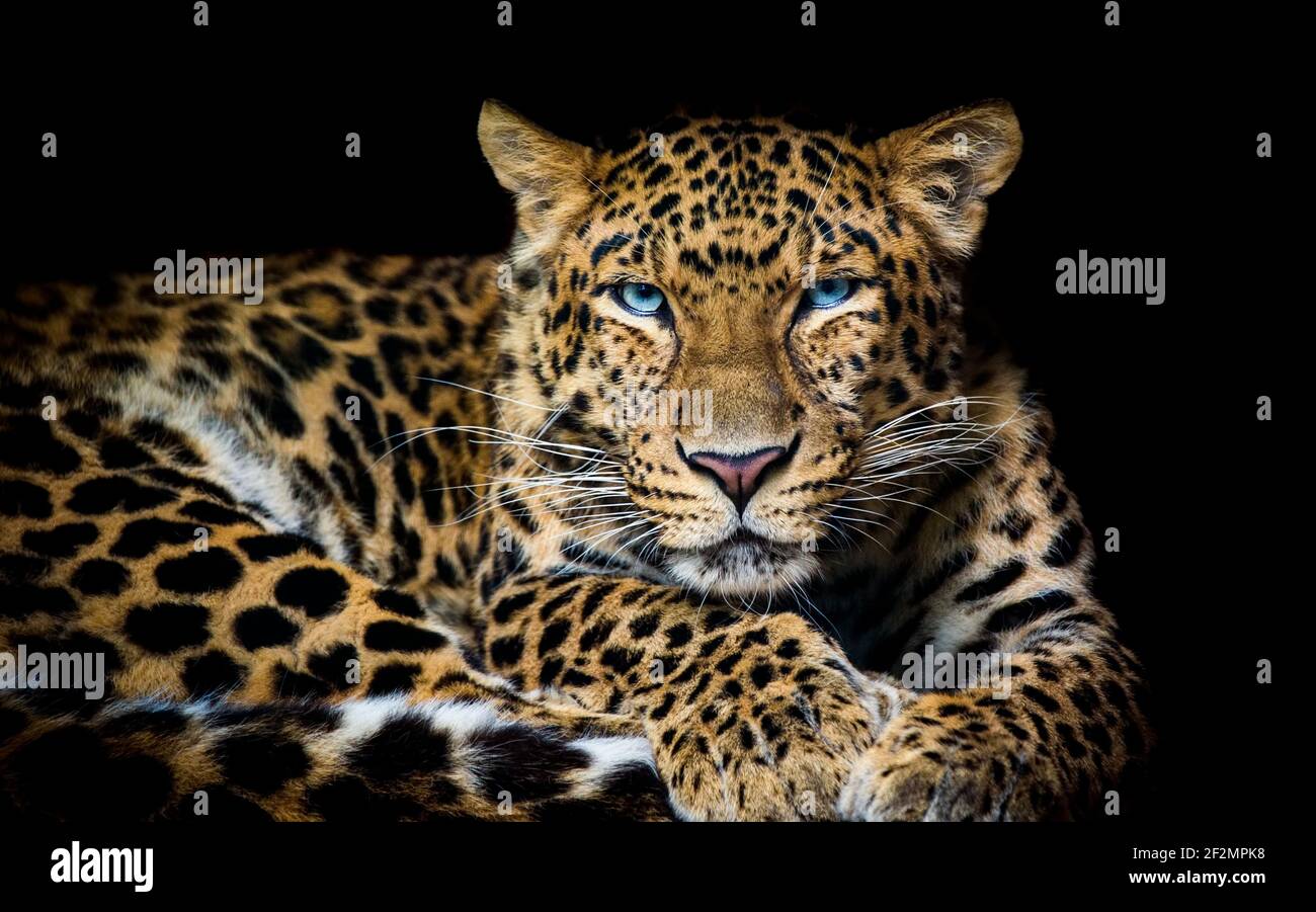 Cina del Nord leopardo Panthera pardus japonensis backround nero, la migliore foto. Foto Stock