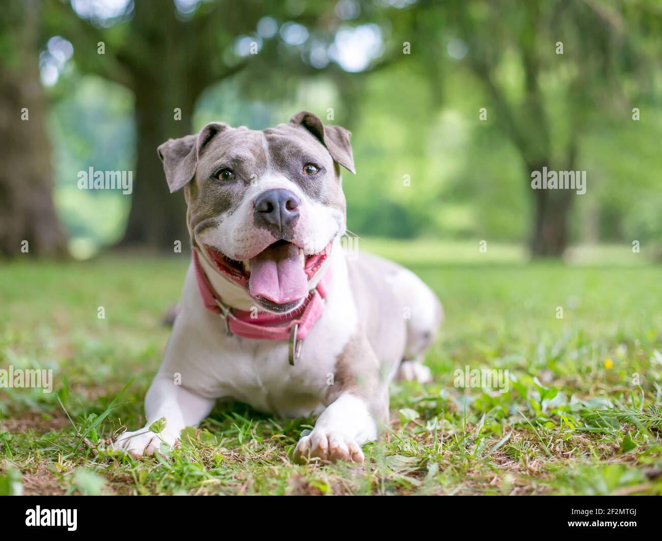 Un felice grigio e bianco Staffordshire Bull Terrier razza mista cane sdraiato in erba e ansante Foto Stock