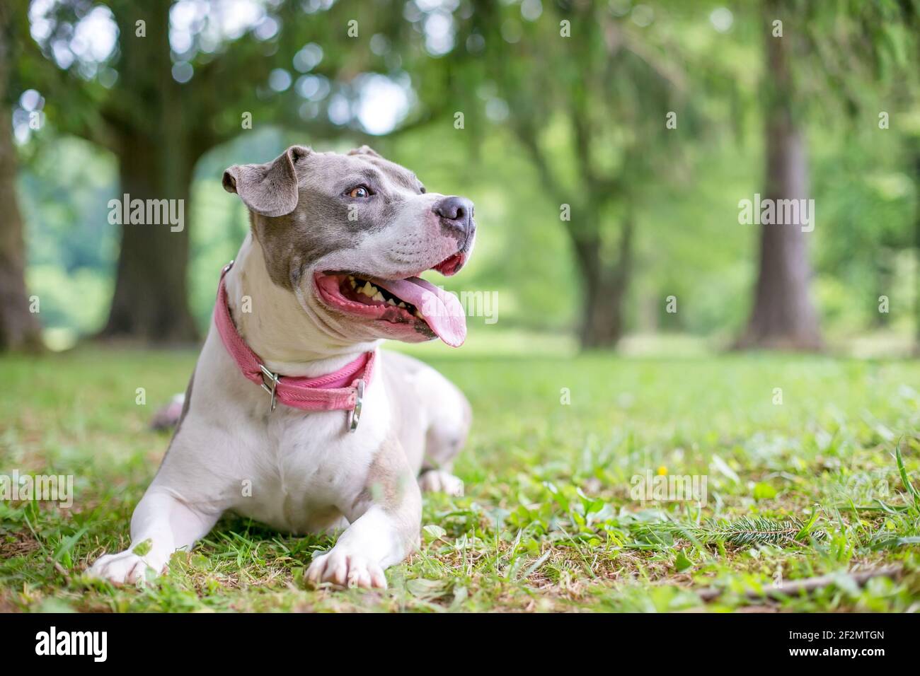 Un felice grigio e bianco Staffordshire Bull Terrier razza mista cane sdraiato in erba e ansante Foto Stock