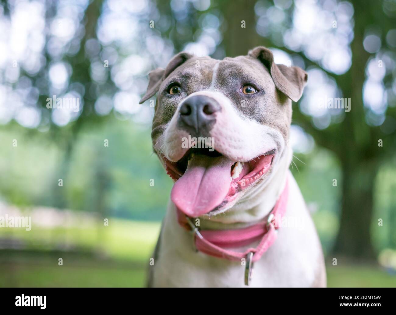 Un felice grigio e bianco Staffordshire Bull Terrier razza mista panificazione del cane Foto Stock