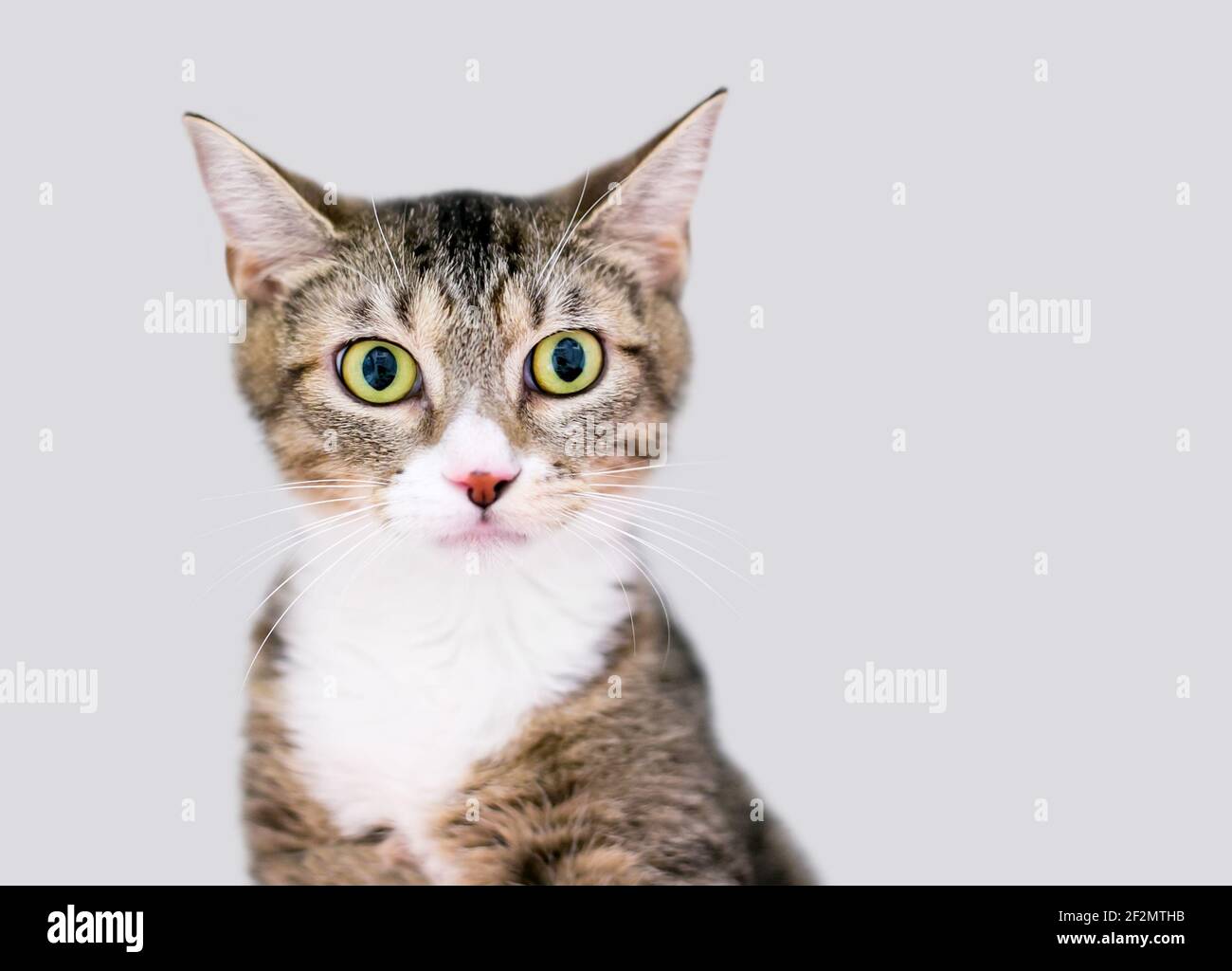 Un gattino corto con gli occhi larghi con pupille dilatate Foto Stock