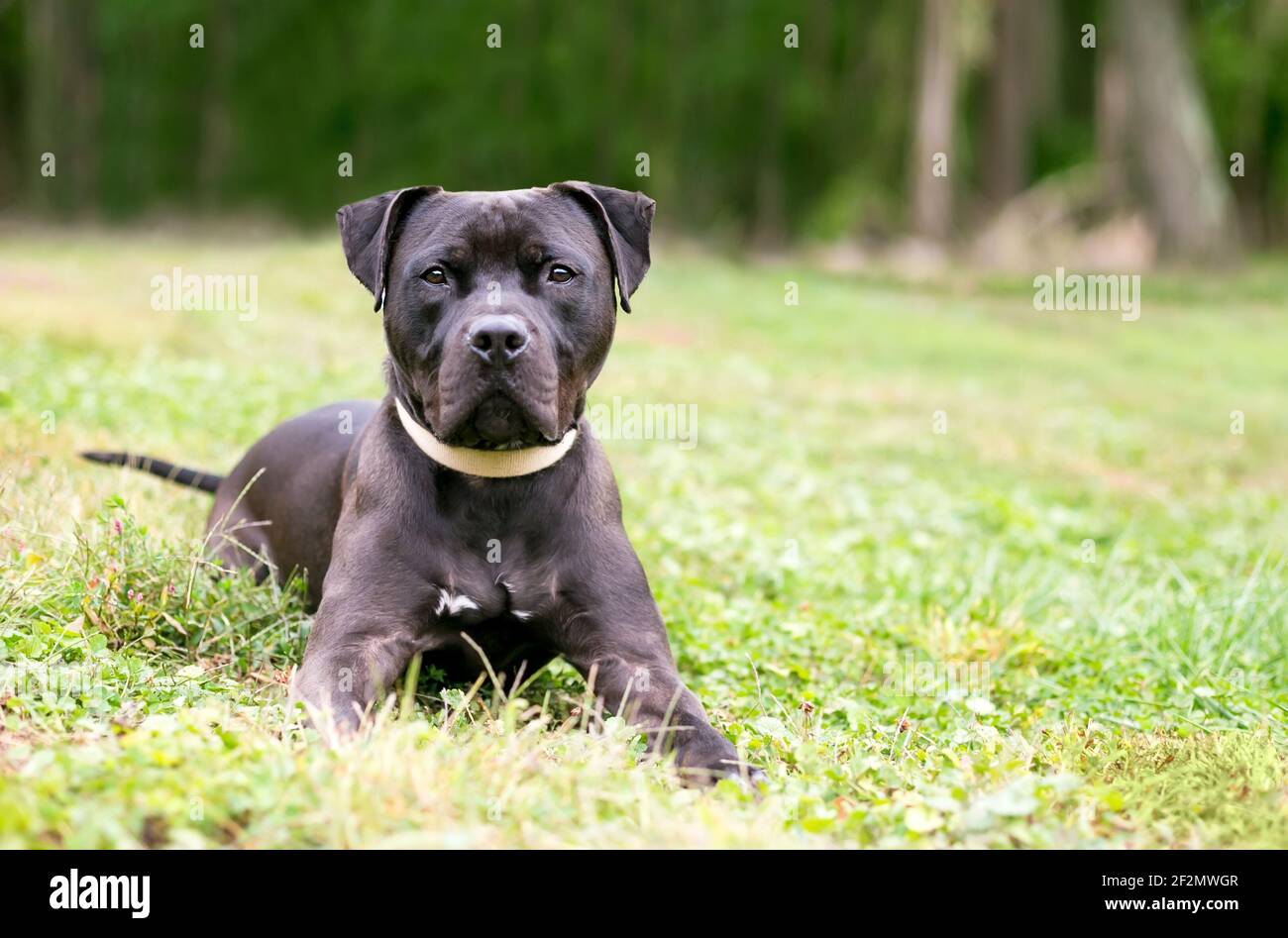 Un nero Pit Bull Terrier razza mista cane sdraiato in l'erba e guardando la macchina fotografica Foto Stock