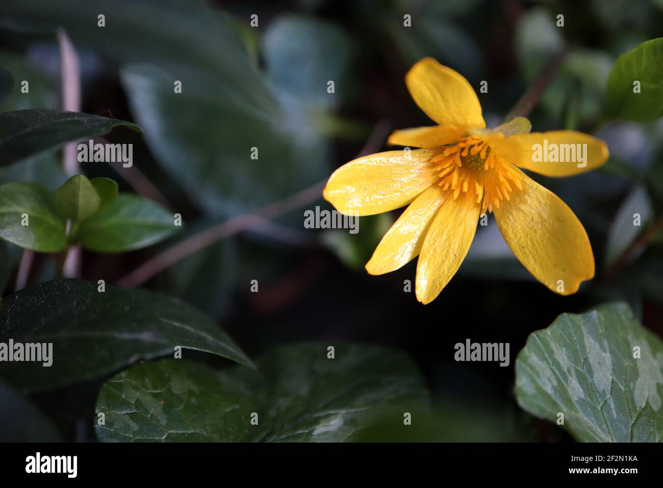 Ficaria verna Lesser celandine – fiori lucidi di colore giallo brillante e foglie a forma di cuore, marzo, Inghilterra, Regno Unito Foto Stock