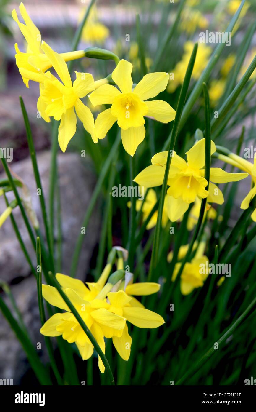 Narcissus jonquilla ‘Baby Boomer’ Division 7 jonquilla Daffodils Rush daffodil Baby Boomer – piccolo daffodil giallo, foglie rush-like, marzo, Inghilterra Foto Stock