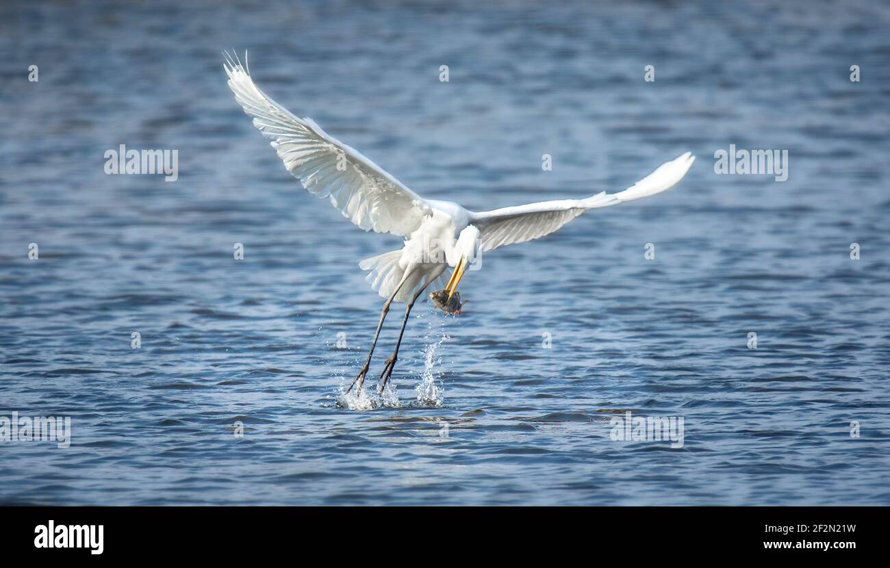 Fauna selvatica sfondo di Larus cachinnans caccia al gabbiano su uno stagno., la foto migliore. Foto Stock