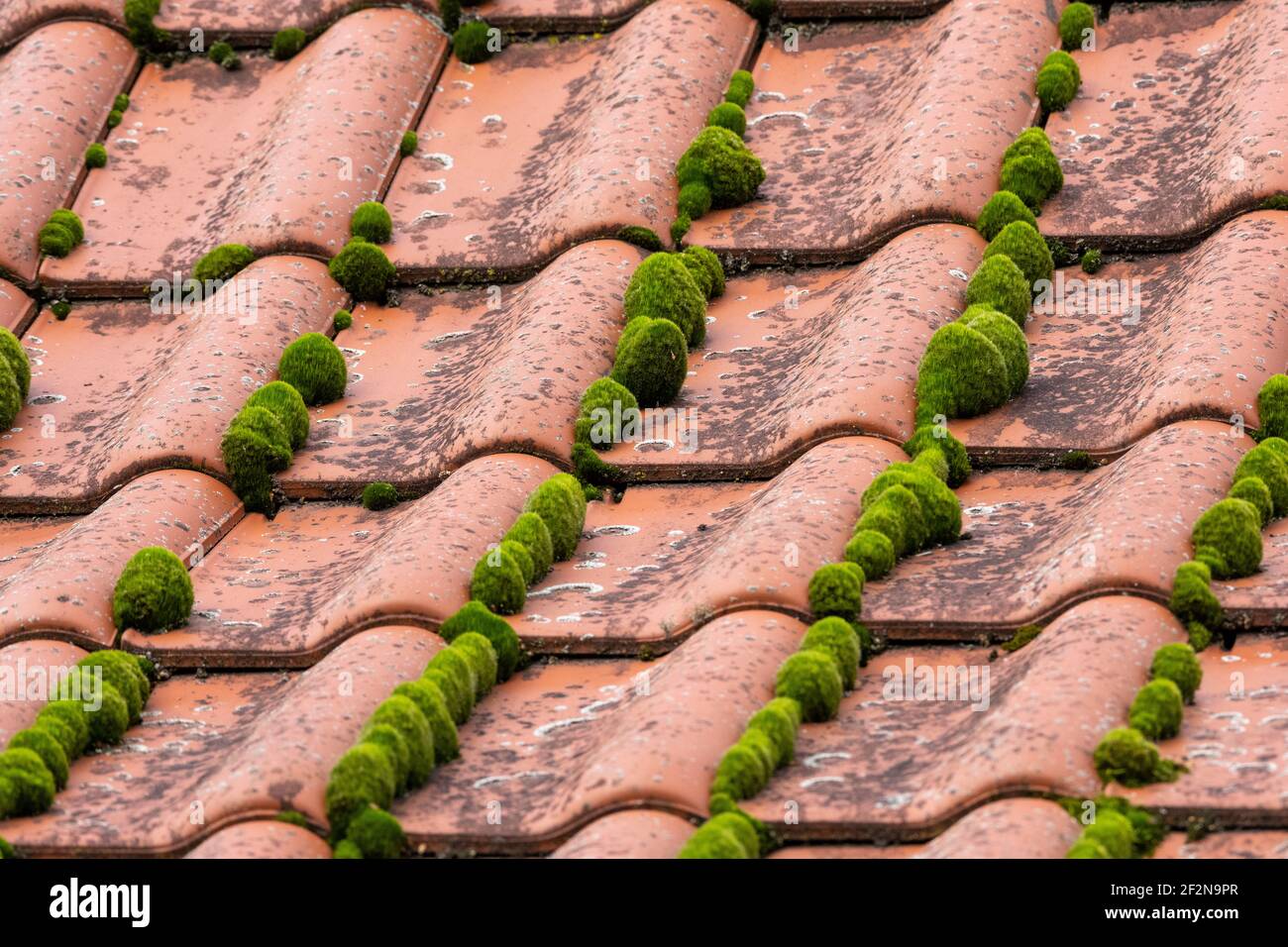 Attacco muschio su un tetto in tegole. Foto Stock