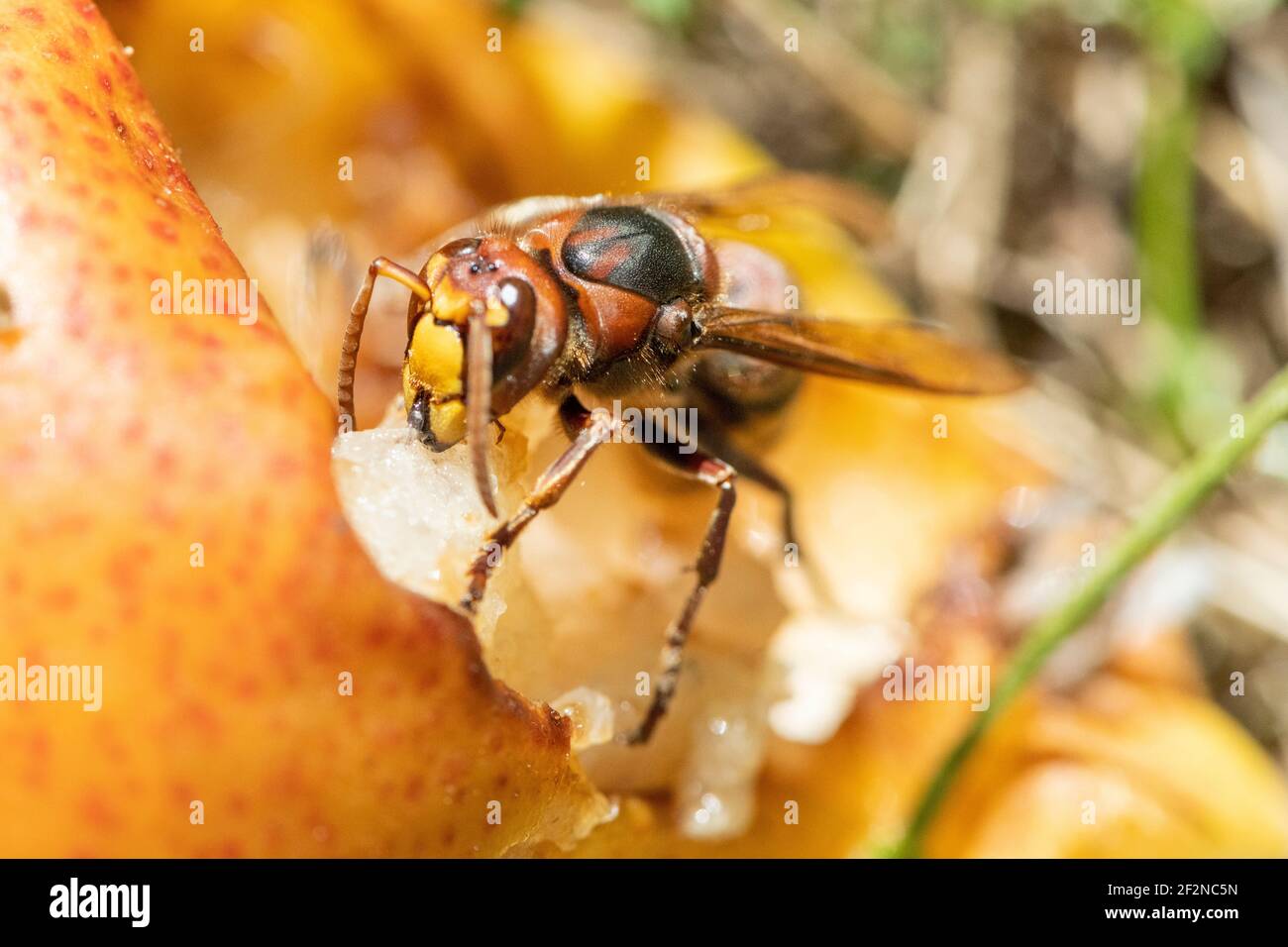 Hornet (vespa crabro) su una pera caduta. Foto Stock