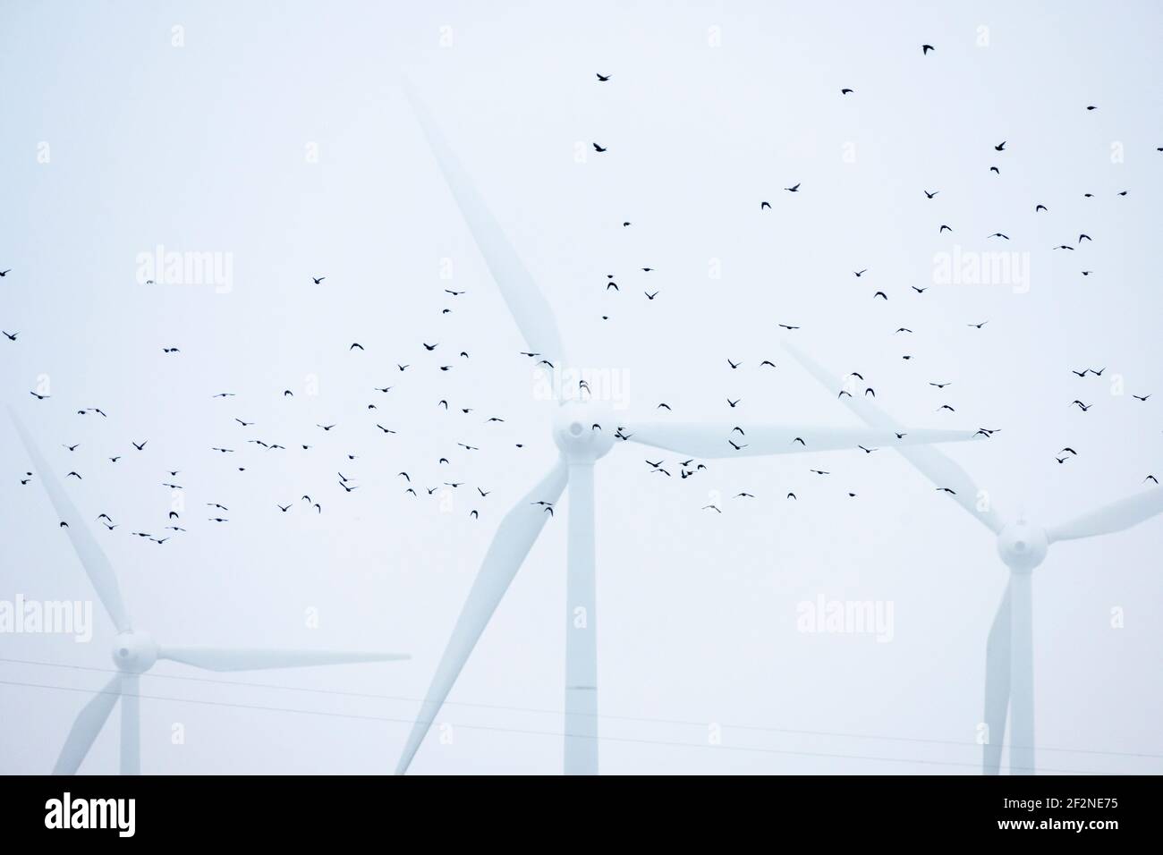 Germania, Frisia orientale, turbine eoliche vicino Emden. Foto Stock