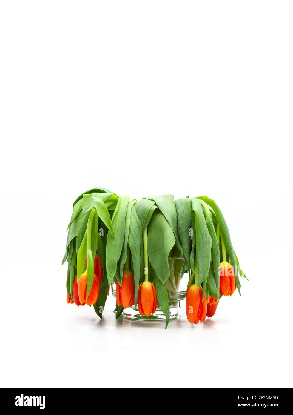 Bouquet di tulipani, sbiadito Foto Stock