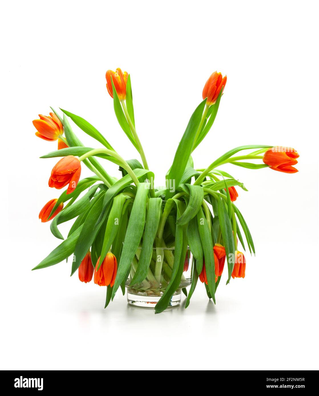 Bouquet di tulipani, sbiadito Foto Stock