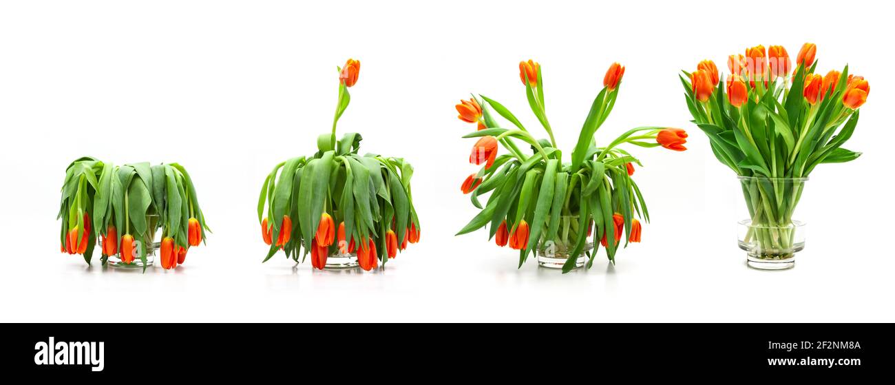 Sequenza di bouquet di tulipani da fioriti a sbiaditi Foto Stock
