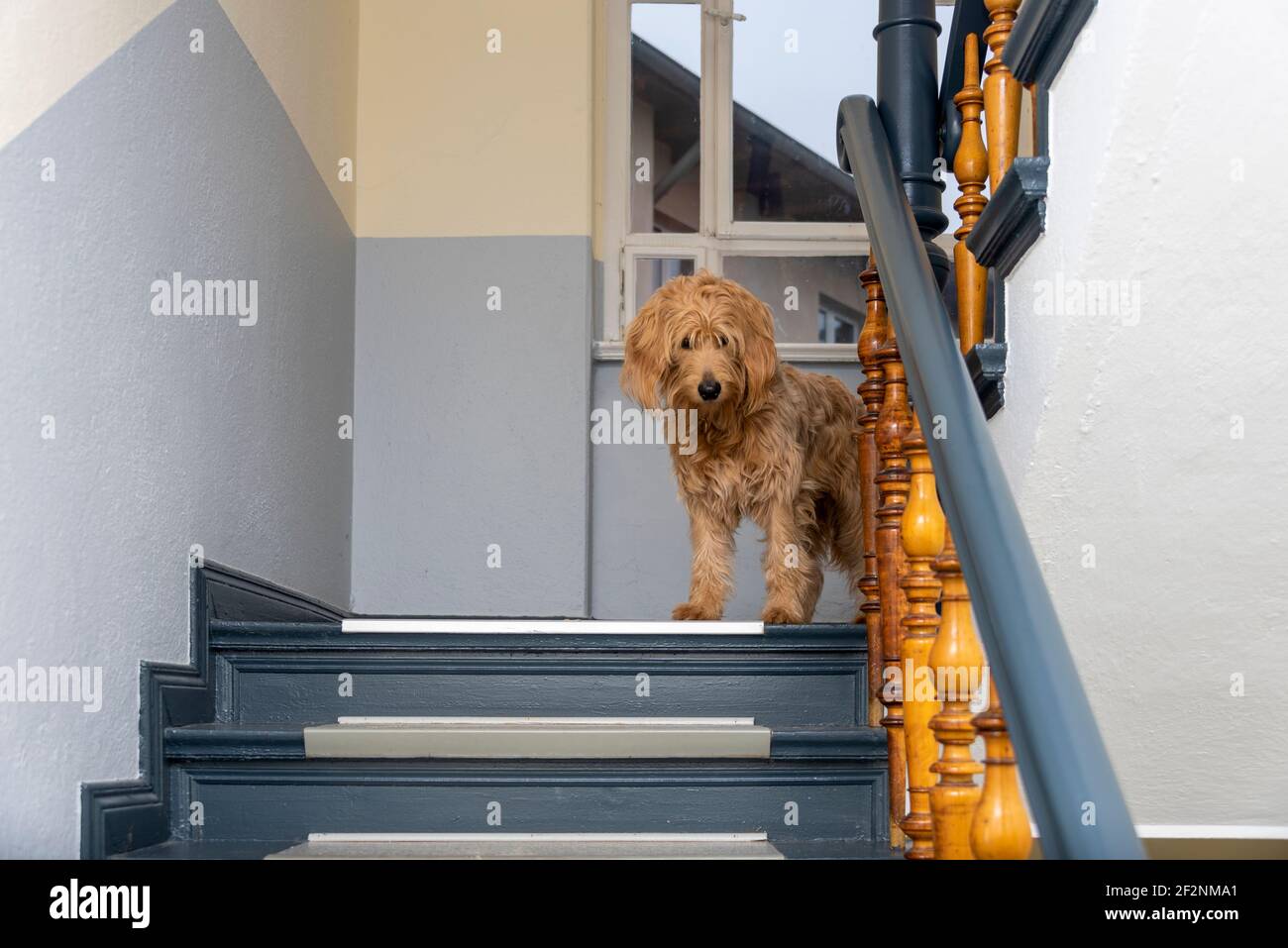 Un cane (Mini Goldendoodle) è in piedi in una scala Foto Stock