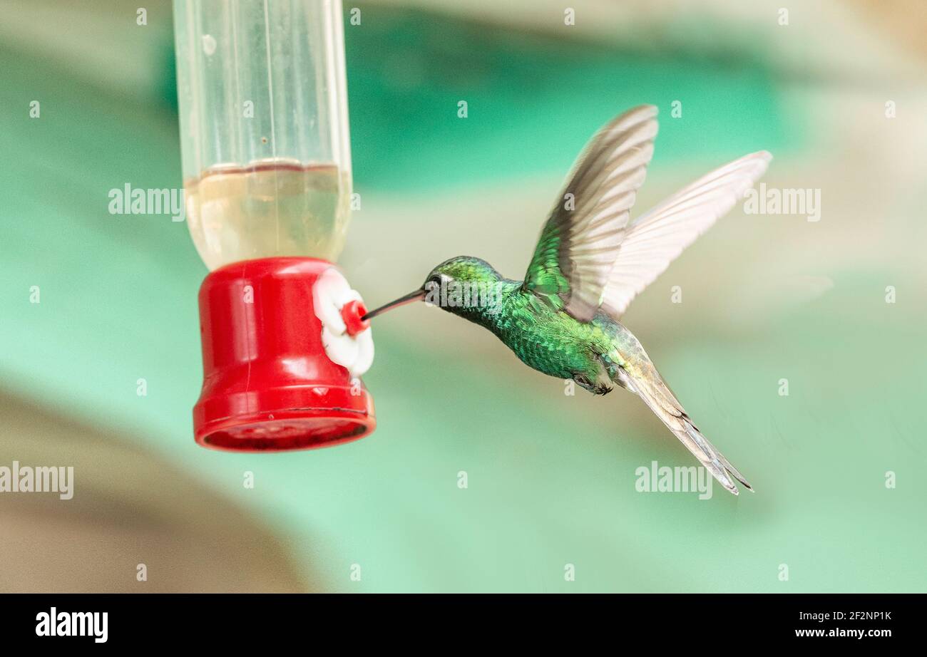 Hummingbird, Trochilidae, Cuba, Varadero Foto Stock