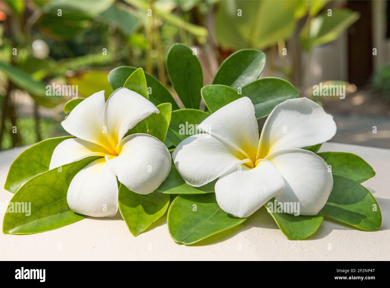 Frangipani, Plumeria alba, Lotusbluete, Thailandia, Indie Occidentali Foto Stock