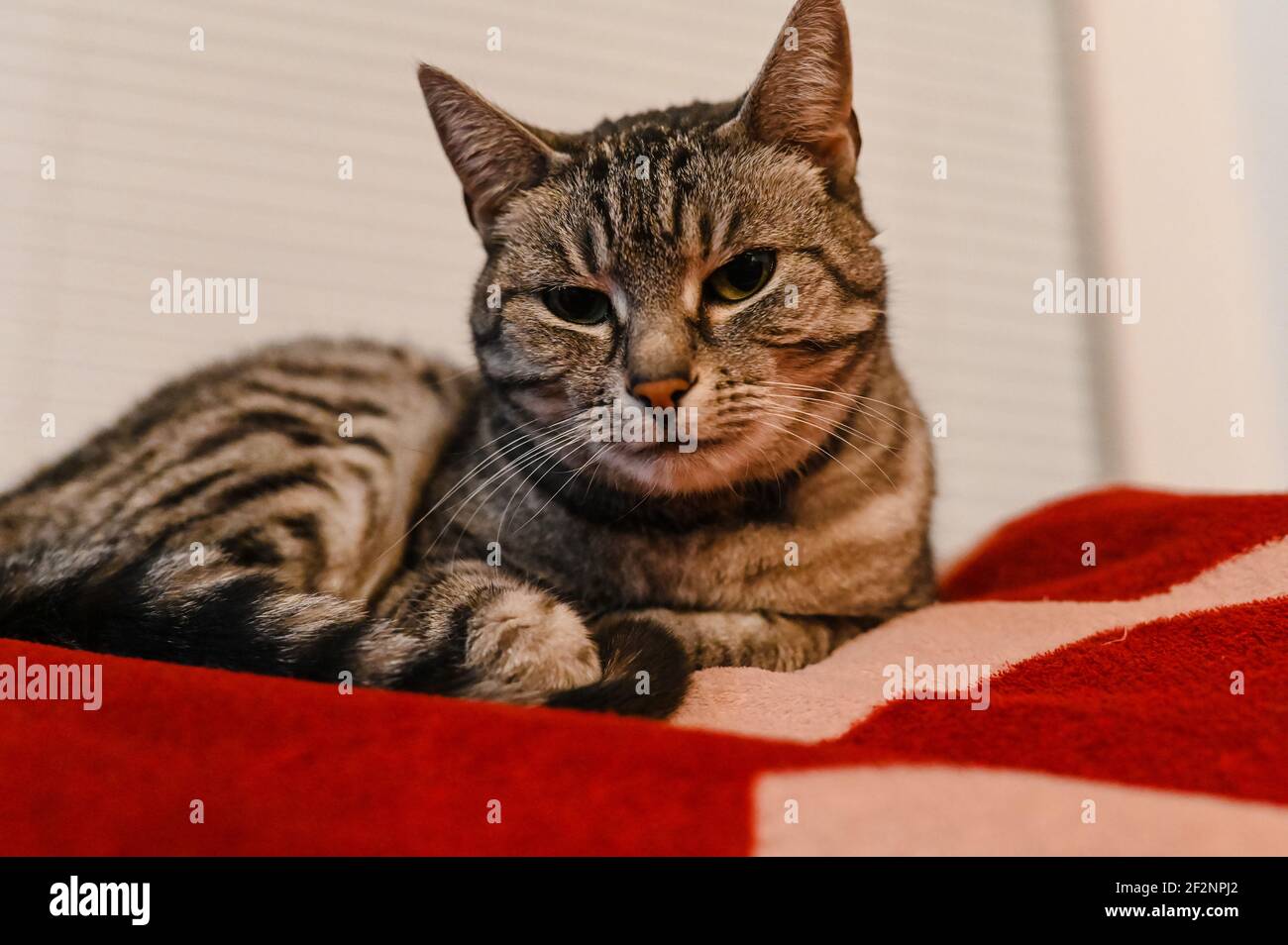 Ritratto di un gatto grigio europeo corto con strisce nere e occhi verdi Foto Stock