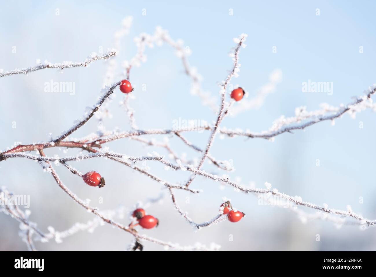 Anche le rose coperte di neve e ghiaccio pendono da un cespuglio. Foto Stock