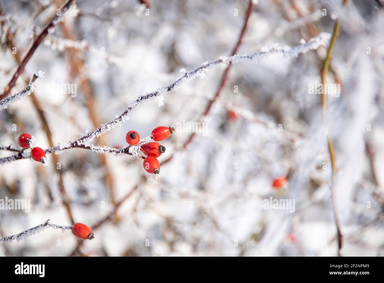 Anche le rose coperte di neve e ghiaccio pendono da un cespuglio. Foto Stock