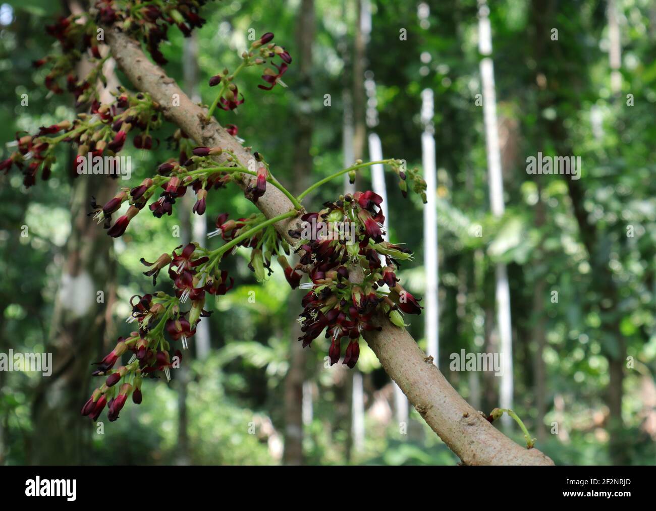 Primo piano di un ramo di albero di Bilimbi con pochi minuscoli fiori di bilimbi rossastri e grappoli di frutta giovane Foto Stock