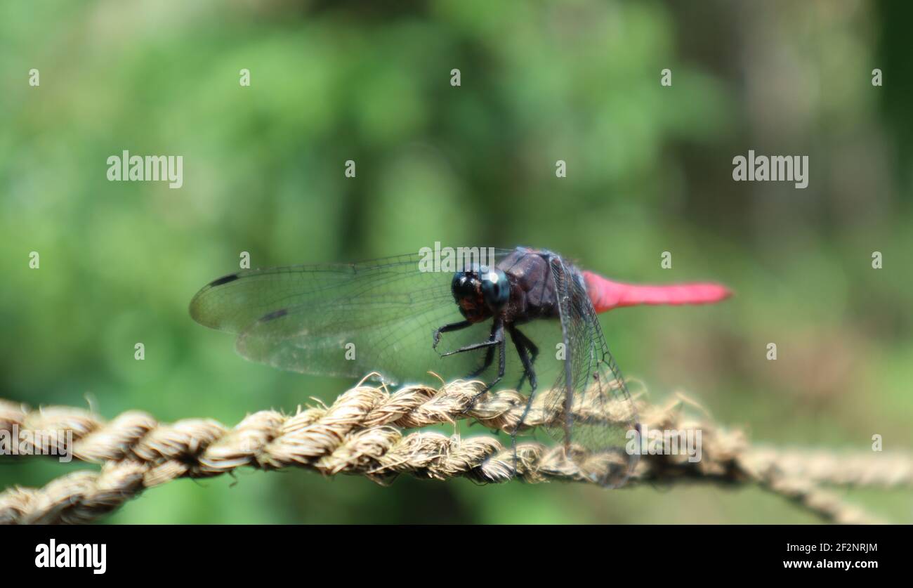 Primo piano di una libellula di colore rosso su una corda Foto Stock