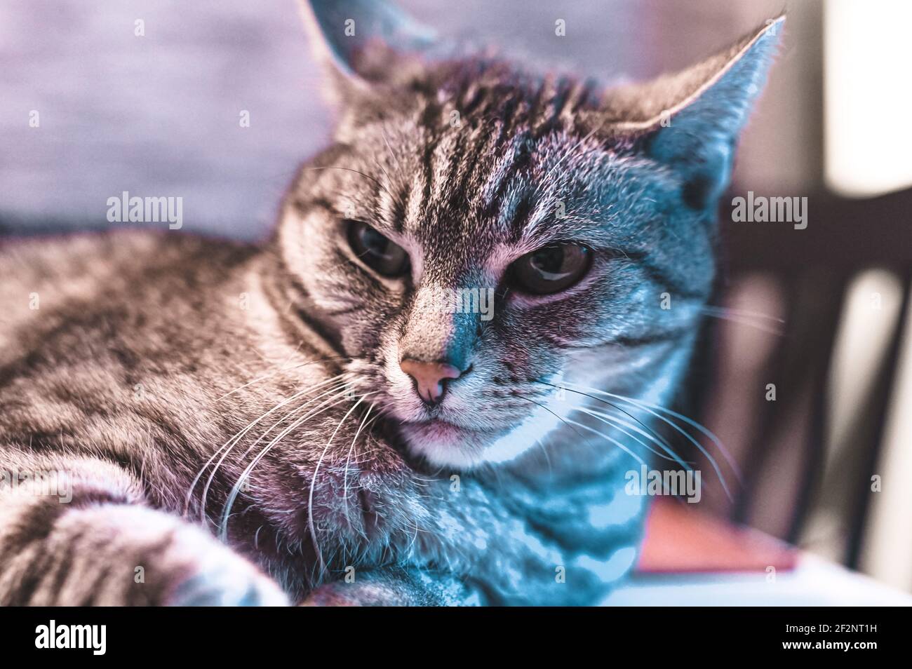 Ritratto di un gatto grigio europeo corto con strisce nere e occhi verdi Foto Stock