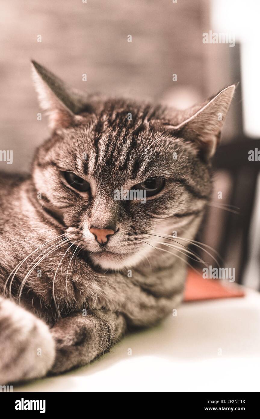 Ritratto di un gatto grigio europeo corto con strisce nere e occhi