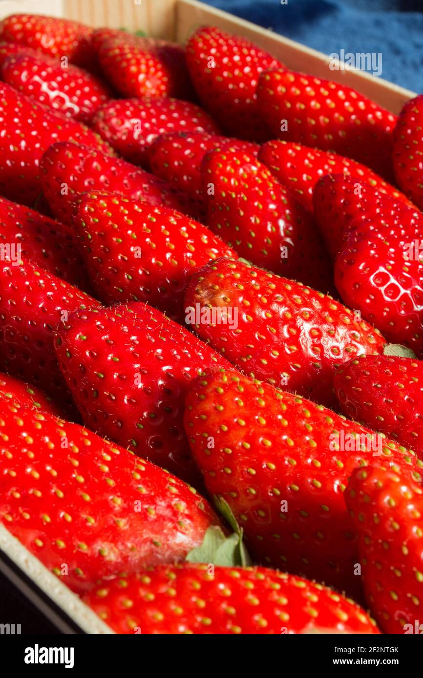 Immagine verticale di un cesto con fragole. Raccolta e consumo di bacche. Foto Stock
