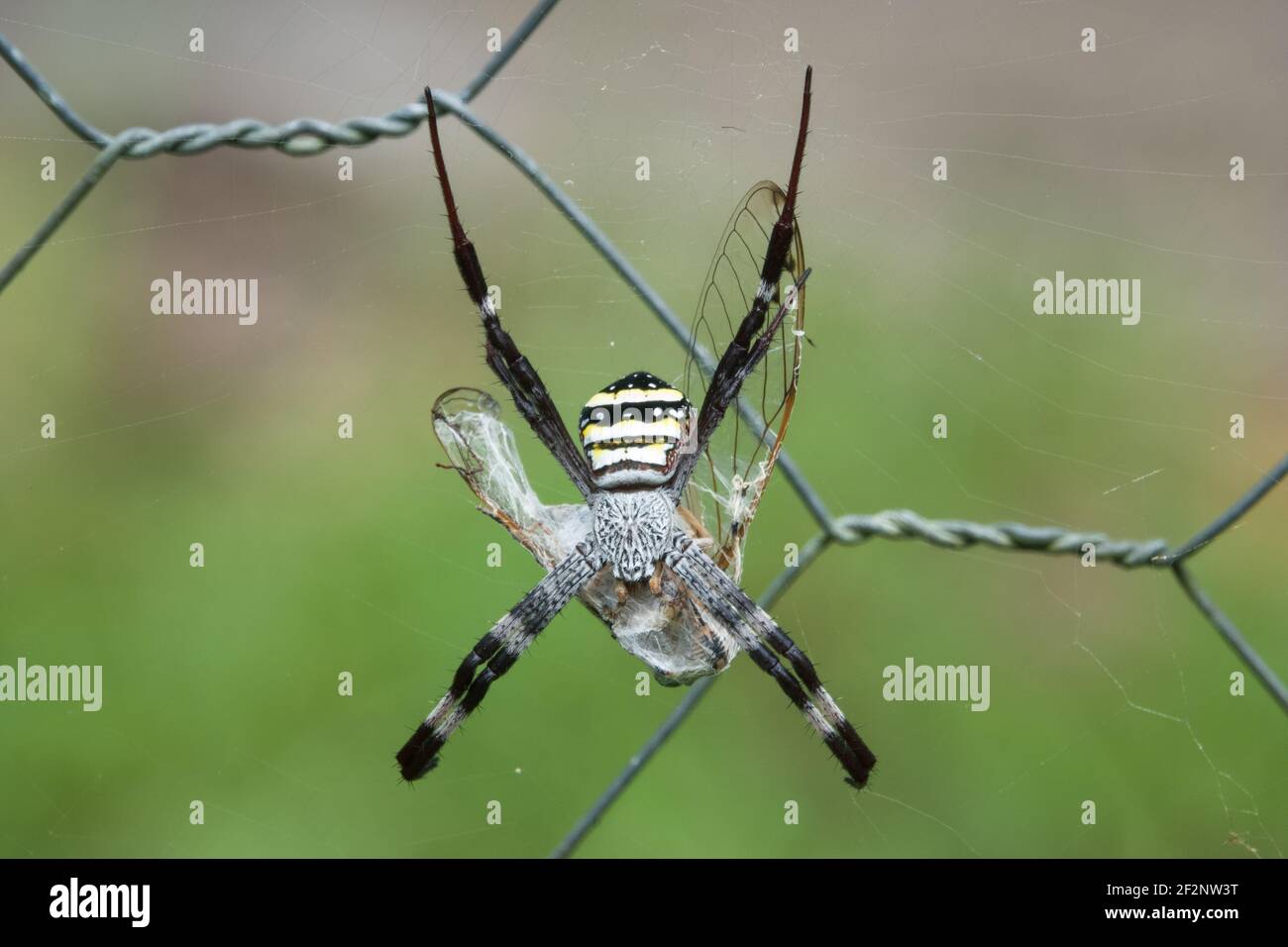 St Andrew's Cross Spider (Argiope aethera) su recinzione con preda, fotografato in giardino a Cow Bay, Daintree, far North Queensland, Australia. Foto Stock